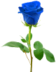 Blue rose